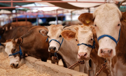 Demirci’ye 28 dönümlük hayvan pazarı ve mezbaha geliyor