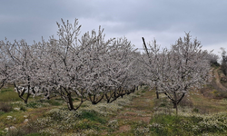 Erken çiçek açan ağaçlar don tehlikesiyle karşı karşıya