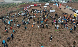 Akhisar’da doğa için dev adım: 2 bin 500 fidan toprakla buluştu