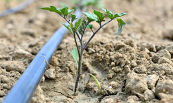 Manisa Büyükşehir’den çiftçilere 73 bin domates fidesi desteği