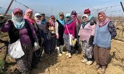 Alaşehir’de sular çekildi, bağlar yeniden canlandı!