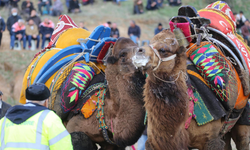 Turgutlu’da deve güreşleri için geri sayım başladı