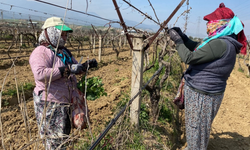 Yoğun yağışın ardından üzüm bağları yeniden canlandı