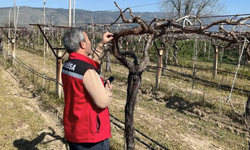 Sarıgöl Ovası’nda bağlar mercek altında