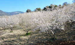 Demirci’de bahar renkleri doğayı süsledi