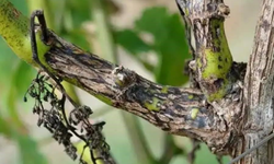 Manisa’da üreticilere ‘Ölükol’ hastalığına karşı kritik uyarı