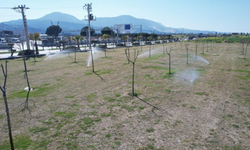 Manisa'da yeşil alanlarda akıllı sulama dönemi başladı