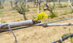 Salihli’de yağışlar üzüm bağlarında Ölükol riskini artırdı