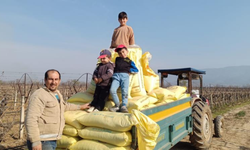 Sarıgöl bağlarında kışlık gübreleme çalışmaları başladı