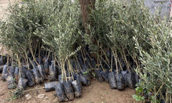 Sarıgöl’de Trilye zeytin fidanına yoğun ilgi: 4 bin fidan toprakla buluşuyor