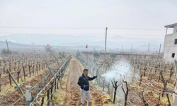 Sarıgöl’de bağlarda doğru ilaçlama ve bilinçli kullanım çağrısı