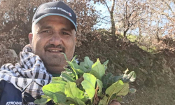 Sarıgöl’de baharın habercisi ekşi kulak tezgahlarda yerini aldı