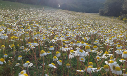 Sarıgöl'de dağların çiçek açması arıcılara umut oldu