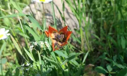 Spil’de eşşiz güzellik: Ömrü sadece 10g ün, koparmanın cezası 699 bin TL