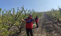 Salihli’de üreticilere kritik uyarı: Hastalık ve zararlılara dikkat
