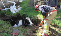 Kula’da kuyuya düşen gebe inek kurtarıldı