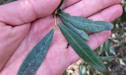 Manisa’da zeytin üreticilerine kritik uyarı: Halkalı leke hastalığı riski arttı