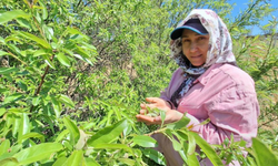 Sarıgöl’de Çağla tezgâhlarda: Fiyatlar 150 liradan başlıyor