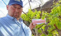 Sarıgöl’de üzüm bağlarında fenomen tel önlemi