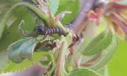 Salihli’de üreticilere kritik uyarı: Hastalık riski arttı