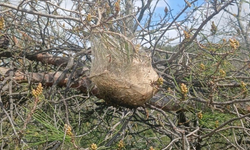Çam ormanlarında ‘kese kurdu’ alarmı