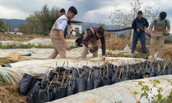 Manisa Sarıgöl’de liselilerden tarıma katkı: Emcelli biberi yeniden üretimde