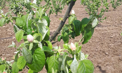 Manisa’da üreticilere kritik uyarı: Ateş yanıklığı riski