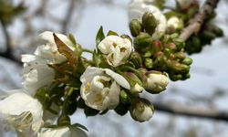 Salihli’de ‘Monilya’ alarmı: Üreticilere kritik uyarı