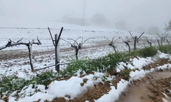 Manisa'da ani kar yağışı üreticiye zorlu anlar yaşattı
