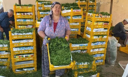 Manisa’da asma yaprağı üreticinin erken gelir kapısı oldu