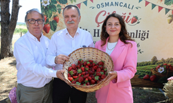 Osmancalı çileğinde sezon coşkusu: İlk hasat şenlikle başladı