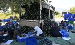 Manisa Büyükşehir Belediyesi afetzede çiftçinin yüzünü güldürdü
