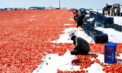 Gediz Ovası’nda kırmızı mesai başladı: Kurutmalık domates sezonu açıldı