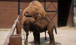 Soma’da yasa dışı hayvan ticareti operasyonu: 61 yaban hayvanı ele geçirildi