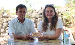 Yuntdağı'nda hasat heyecanı: Fıstık Şenliği için geri sayım!