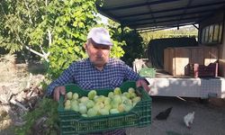 Demirci’de incir mesaisi başladı: Rekolte üreticinin yüzünü güldürdü