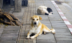 Manisa’da sahipsiz hayvanlar için yeni adım: 15 bin 625 köpek kısırlaştırıldı