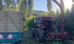 Sarıgöl’de büyükbaş hayvan üreticileri kış hazırlığında: Silajlık mısır hasadı başladı