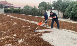 TMO devreye girdi, Alaşehir’de üzüm üreticisi umutlandı