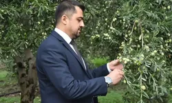 Akhisar’da zeytin üreticisinin geçim mücadelesi gündemde
