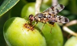Salihli’de zeytin üreticilerine kritik uyarı: Son gün 20 Ekim!