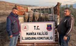 Kula'da 8 koyun çalınmıştı: 2 şüpheli tutuklandı