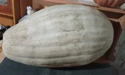 Sarıgöl’de dev kabak şaşkınlığı! Tam 60 kilo ağırlığında