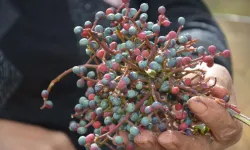 Manisa’nın dağlarında çitlembik mesaisi başladı: Kadınlar yılda 450 ton topluyor