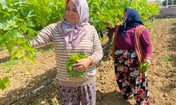 Manisa'da taze üzüm yaprakları üreticinin gelir kaynağı oldu