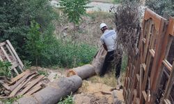 Şehzadeler Belediyesin’den devrilen ağaçlara anında müdahale