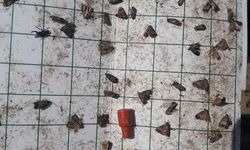 Salihli Tarım Müdürlüğü’nden üreticilere iç kurdu uyarısı