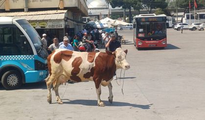 Manisa'da inek mezbahadan kaçtı... Ortalık savaş alanına döndü!