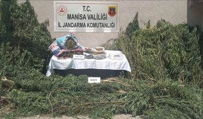 Manisa'da kenevir operasyonu