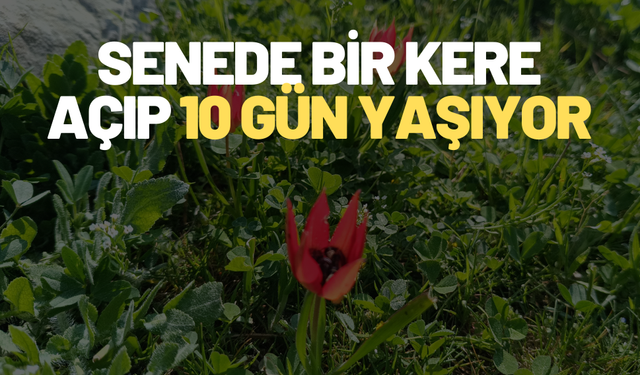 Manisa'nın sembolü Manisa laleleri Spil Dağı Milli Parkında açmaya başladı